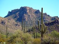 Saguaronationalparl17102008.jpg