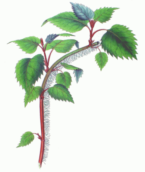 ملف:Schizophragma hydrangeoides branch.png