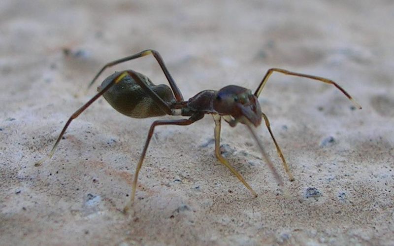 ملف:Ant Mimic Spider.jpg