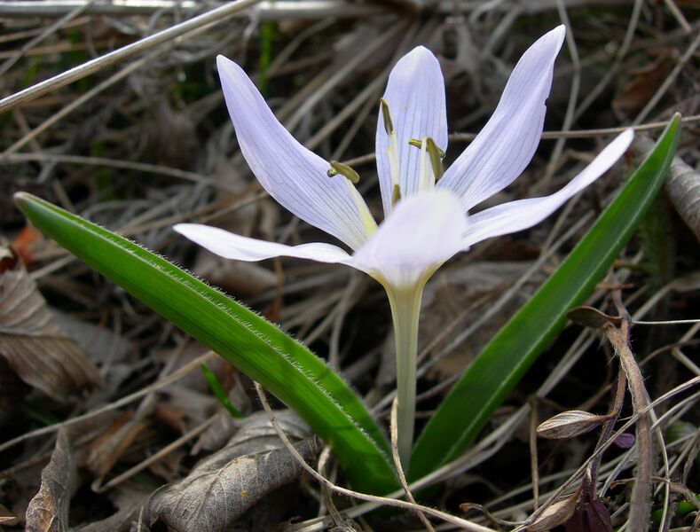 ملف:Colchicum hungaricum Szarsomlyo.jpg