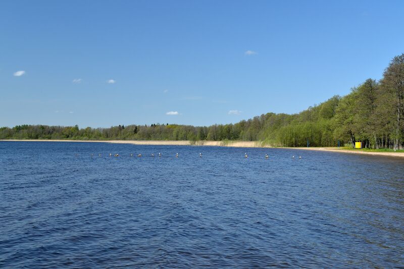 ملف:Kuremaa järv (mai 2012).JPG