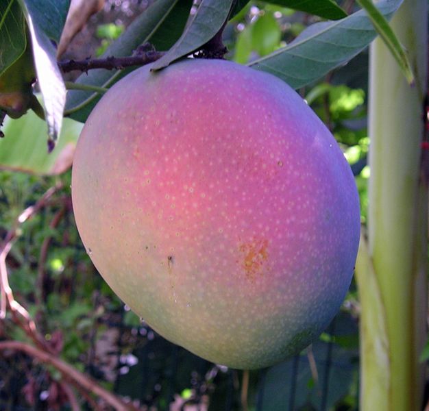 ملف:Mango Maya.jpg