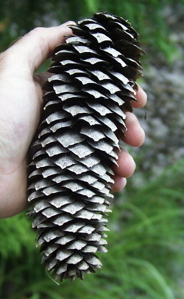 ملف:Picea abies cone USFWS.jpg