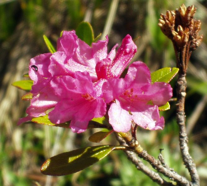 ملف:Rhododendron ferrugineum.JPG