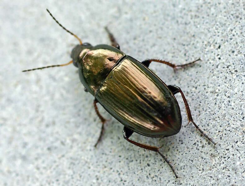 ملف:Amara aenea01.jpg