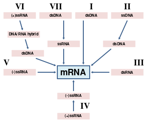 An image visualizing each Baltimore group's route of mRNA synthesis
