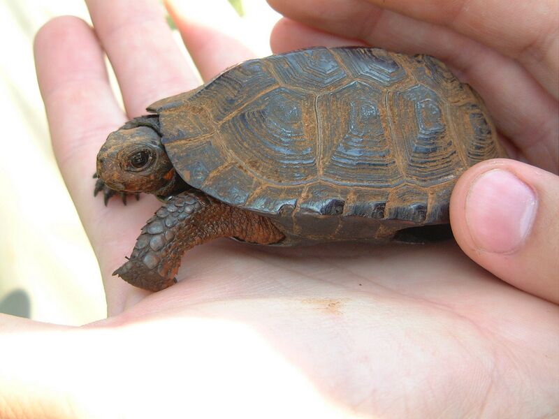 ملف:Bog Turtle 01.jpg