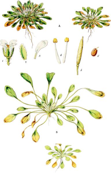 ملف:Cardamine depressa-Botany of Antarctica-PL004-0013.jpg