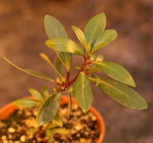 Drimys lanceolata.jpg