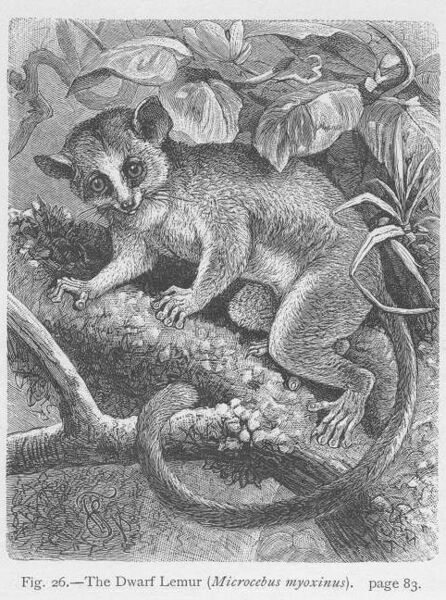 ملف:Dwarf Lemur.jpg