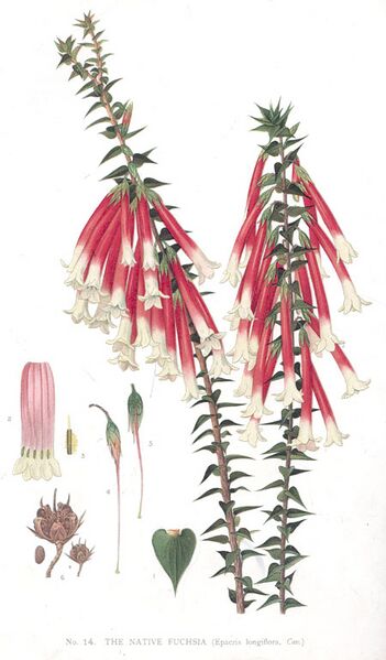 ملف:Epacris longiflora-Minchen.jpg