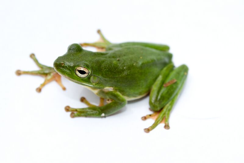 ملف:Green treefrog.jpg