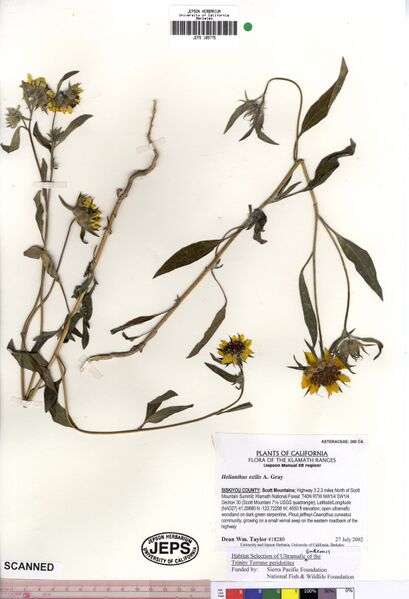 ملف:Helianthus exilis JEPS109775 (4495075453).jpg