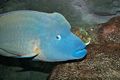 Humphead wrasse, Cheilinus undulatus, Melbourne Aquarium