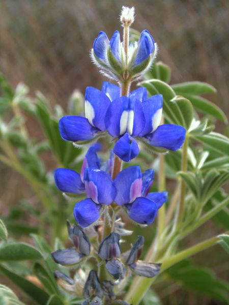 ملف:Lupinus micranthus.JPG