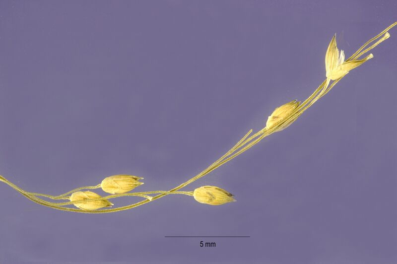 ملف:Panicum hirticaule NRCS-1.jpg
