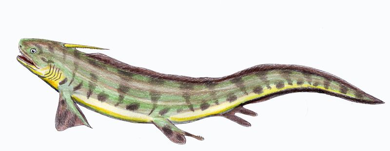 ملف:Triodus1db.jpg