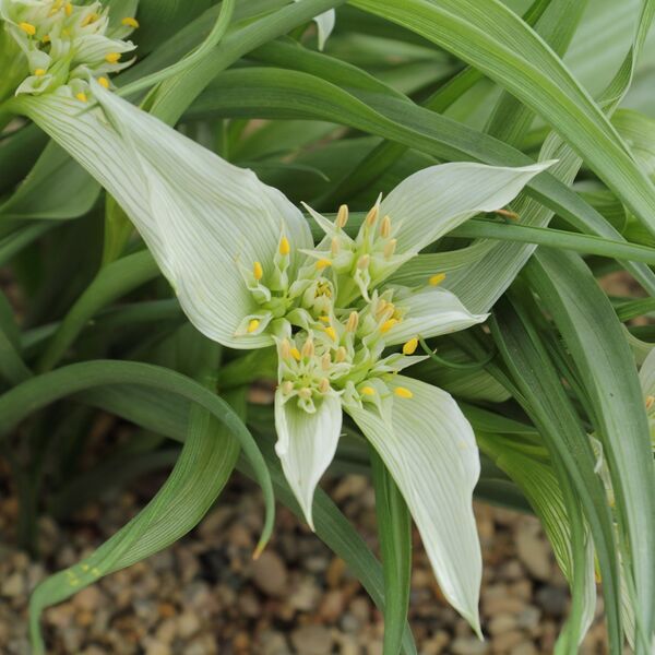 ملف:Androcymbium melanthioides-IMG 6048.jpg