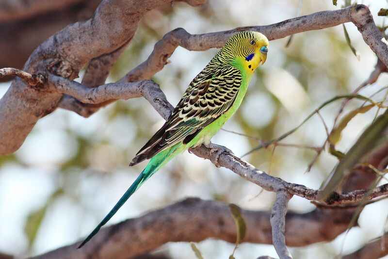 ملف:Budgerigar-male-strzelecki-qld.jpg