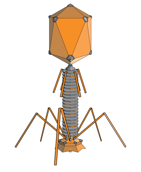 ملف:PhageExterior.svg