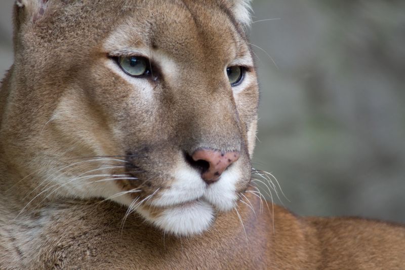ملف:Puma face.jpg