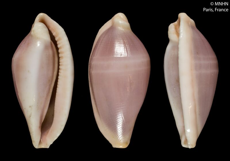 ملف:Sandalia meyeriana (MNHN-IM-2000-3663).jpeg