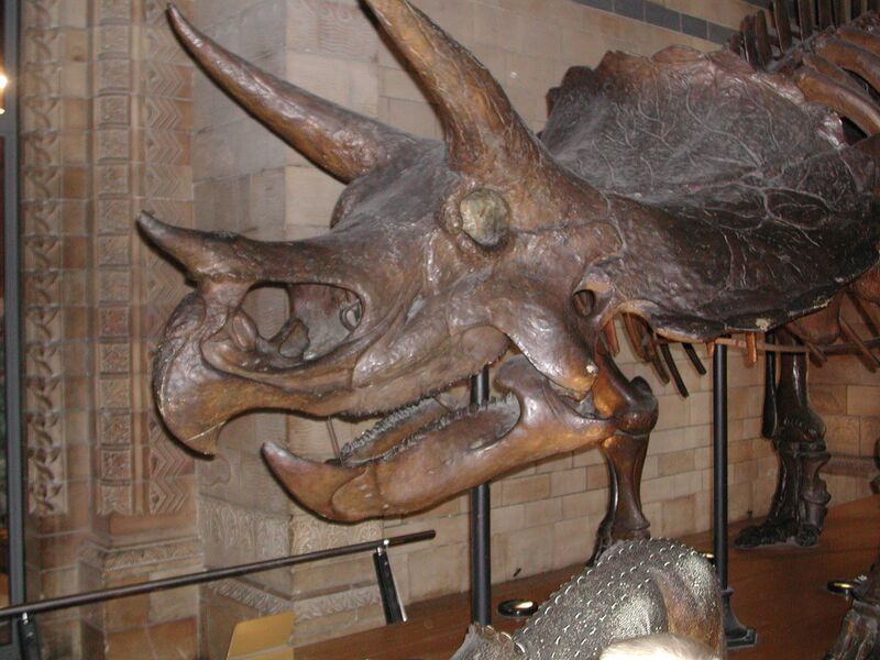 ملف:Triceratops.jpg