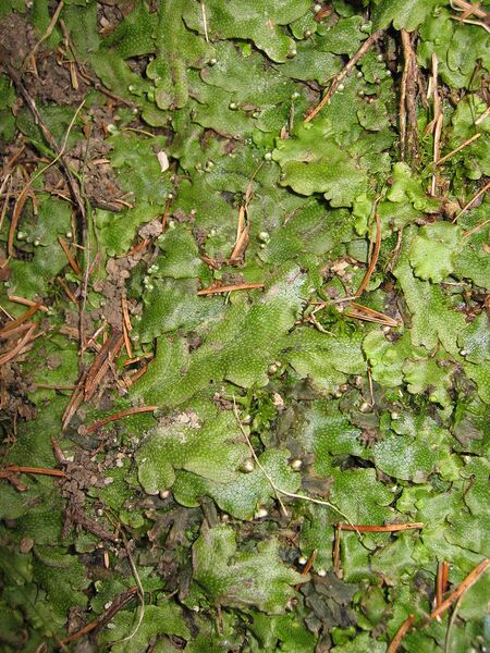 ملف:Cenocephalum conicum.jpg