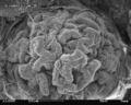 Mouse glomerulus in the Scanning Electron Microscope ("SEM"), magnification 1,000x