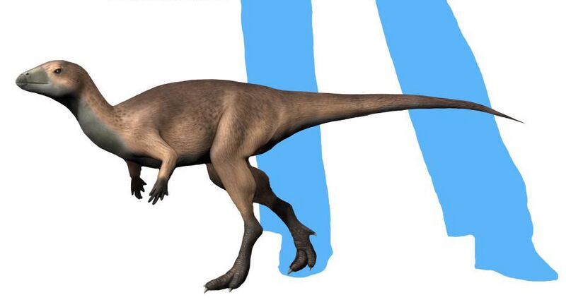 ملف:Haya griva NT.jpg