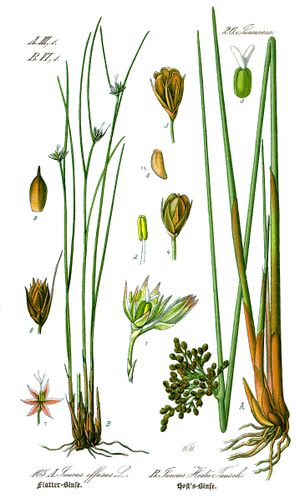 Illustration Juncus hostii0.jpg