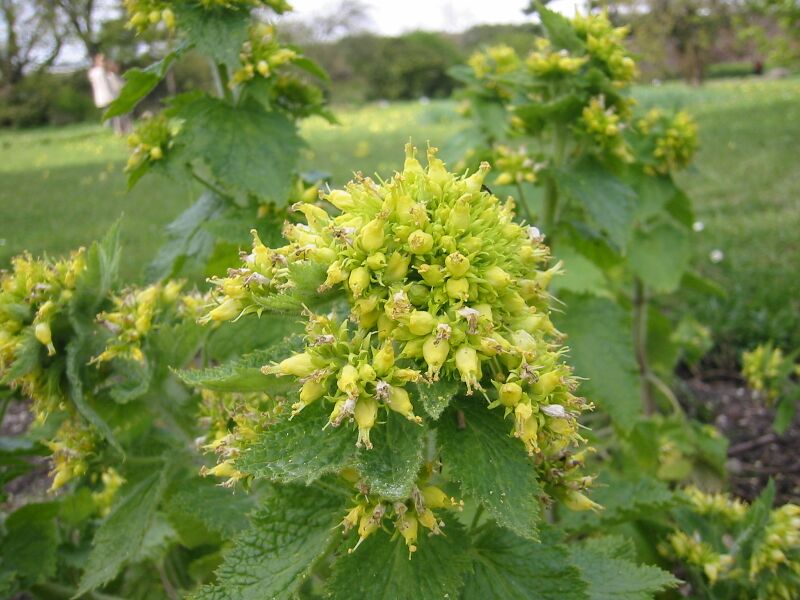 ملف:Scrophularia vernalis 0.JPG