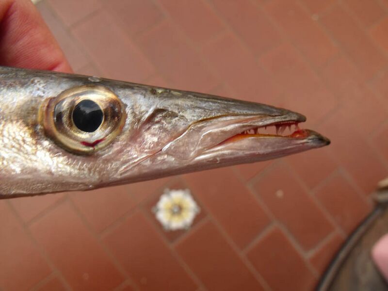 ملف:Sphyraena sphyraena head.jpg