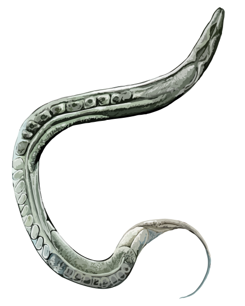 ملف:202205 Nematode.svg