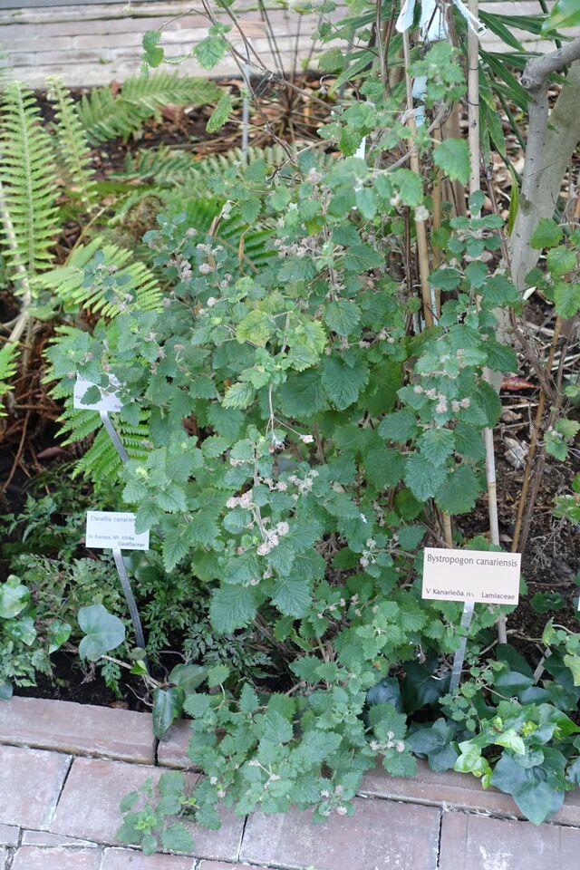 ملفBystropogon canariensis Bergianska trädgården Stockholm, Sweden