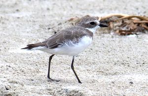 Charadrius leschenaultii-3.jpg
