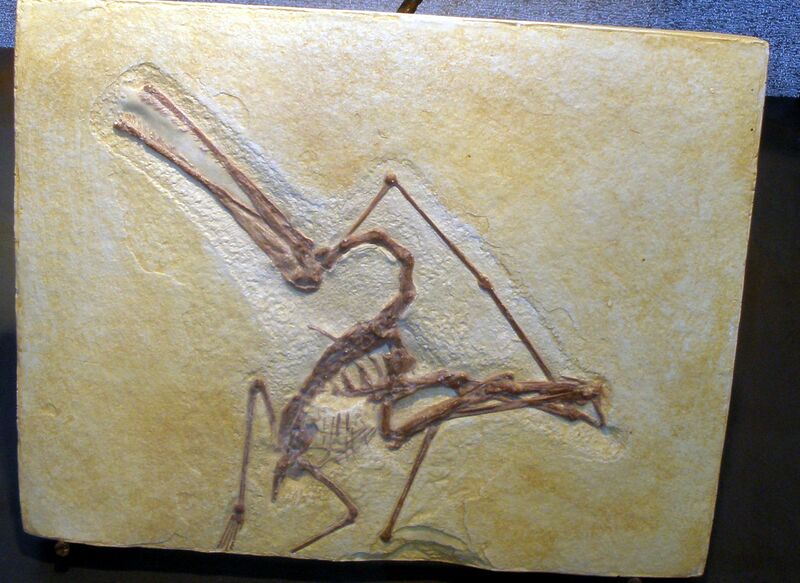 ملف:Ctenochasma elegans.jpg