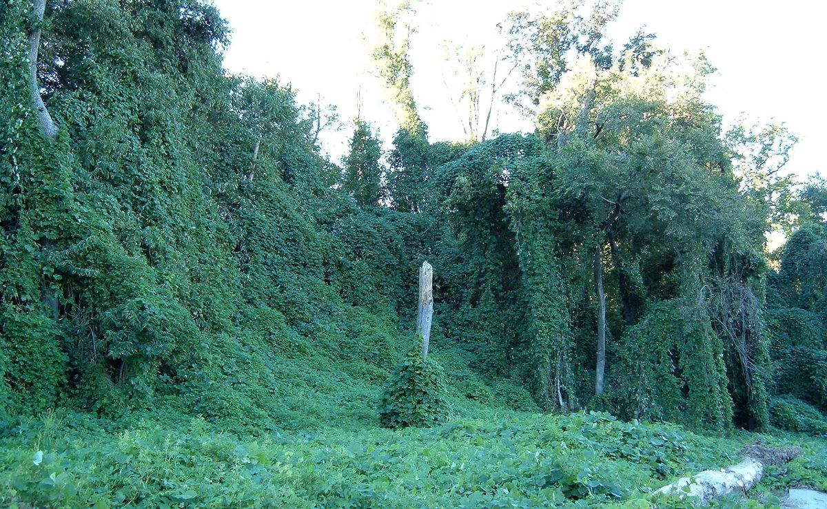 ملفKudzu on trees in Atlanta, المعرفة
