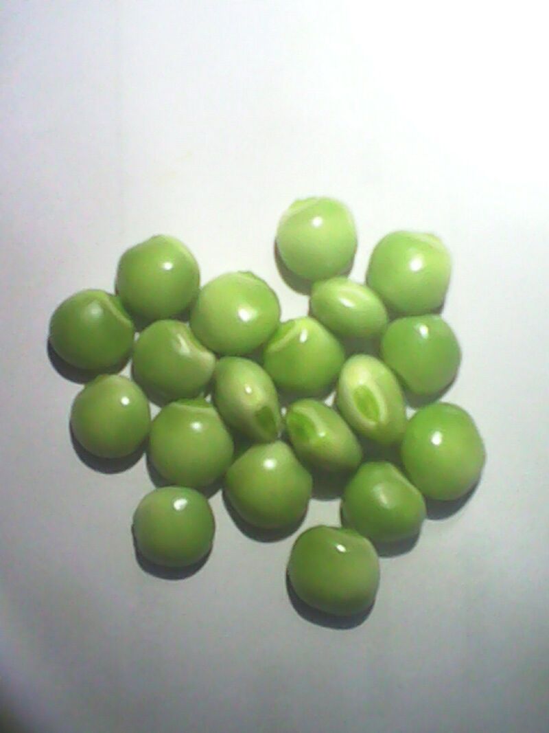 ملفPigeon pea (Red gram, Thuvarai in Tamil) 02.jpg المعرفة