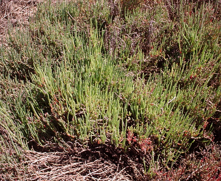 ملف:Samphire Halosarcia.png