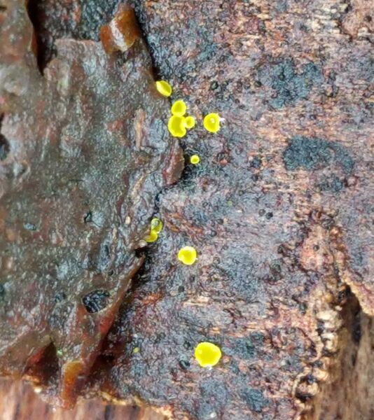 ملف:Calycina claroflava.jpg