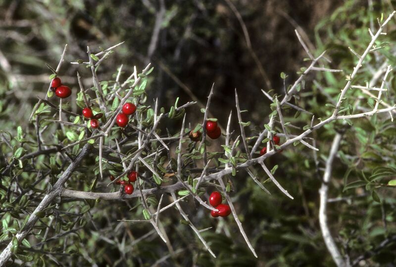 ملف:Castela tortuosa.jpg