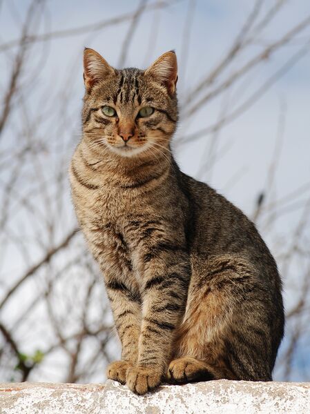 ملف:Cat November 2010-1a.jpg