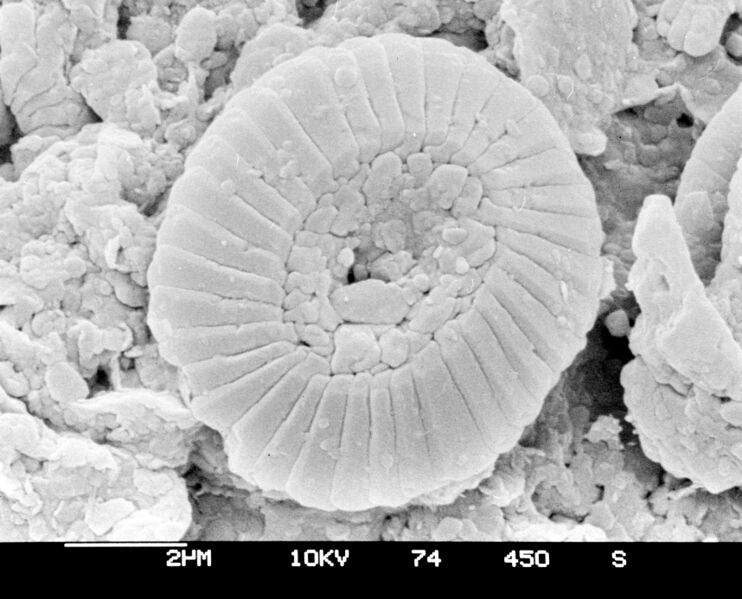 ملف:Coccolithus pelagicus 05.jpg
