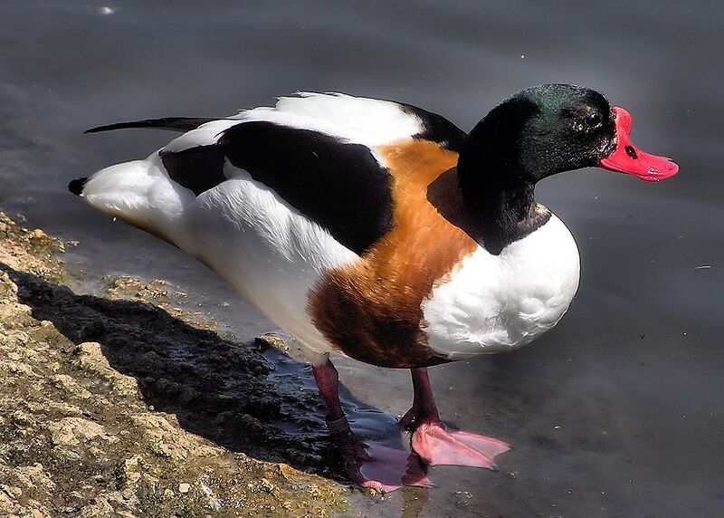 ملف:Common shelduck arp.jpg