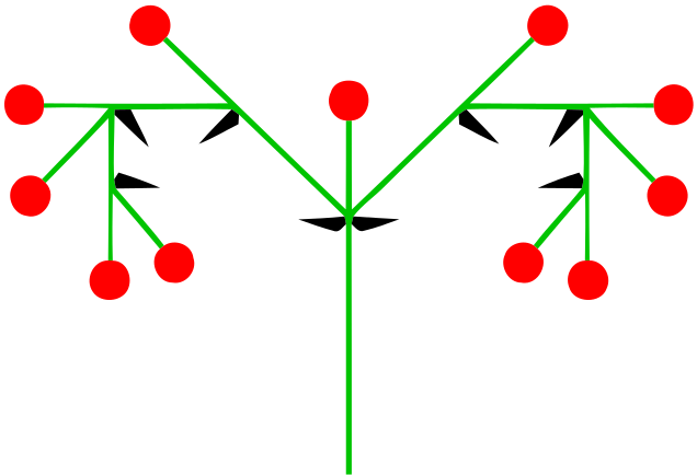 ملف:Doppelschraubel (inflorescence).svg