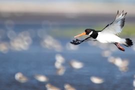 آكل المحار الأوراسي أثناء الطيران