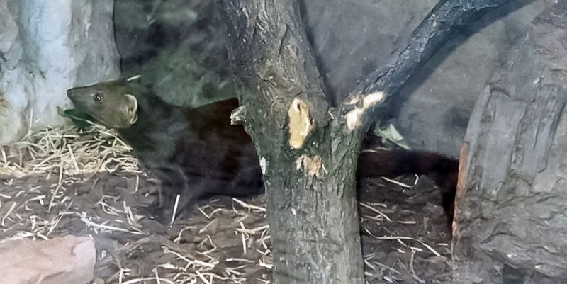 ملف:Galidia elegans.JPG