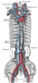 The brachiocephalic veins, superior vena cava, inferior vena cava, azygos vein and their tributaries