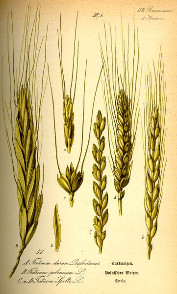 ملف:Illustration Triticum spelta0.jpg